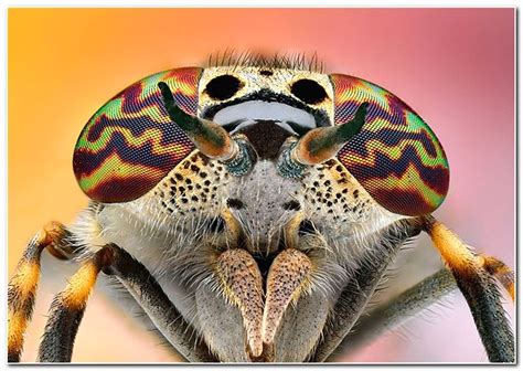 Macro photography of Animal Eyes - Gallery | eBaum's World