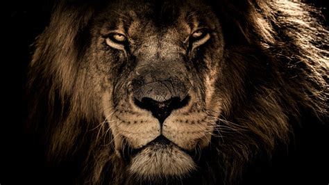 Lion 4K Ultra HD Wallpapers - Top Free Lion 4K Ultra HD Backgrounds ...