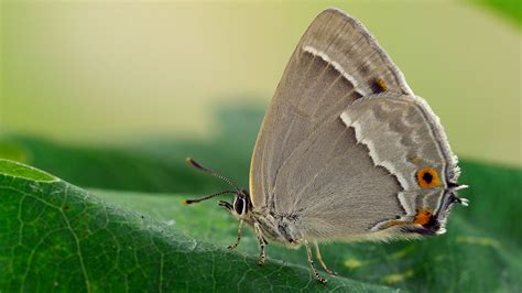 Purple Hairstreak (Favonius quercus) - Woodland Trust