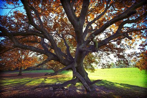 Autumn Walk - 22nd Oct — The School of Photography - Courses, Tutorials ...