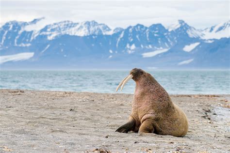 10 Animals of the North Pole