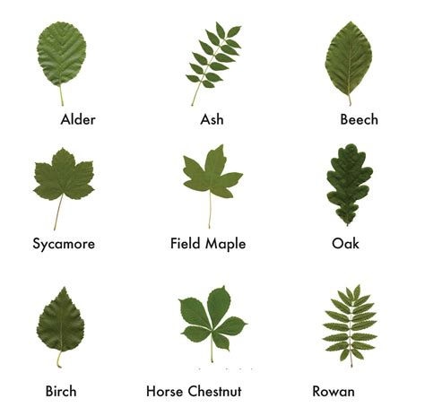 Join in | Tree leaf identification, Leaf identification, Leaves