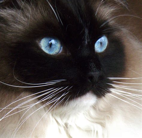 Ragdoll, Blue Eyes! Foto & Bild | tiere, haustiere, katzen Bilder auf ...