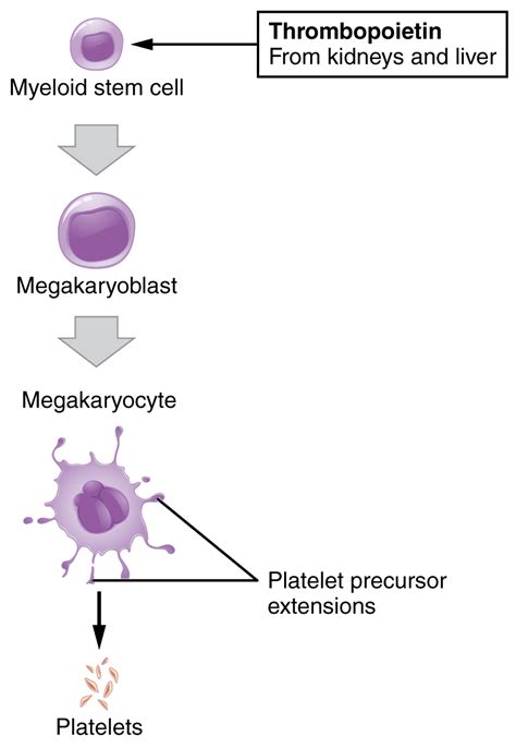 Leukocytes and Platelets | Anatomy and Physiology II