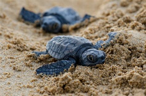 40 Adorable Pictures of Baby Turtles | Reader’s Digest