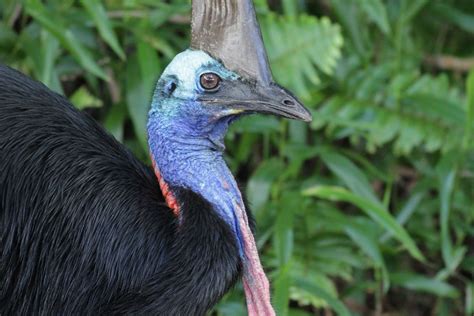 Cassowary | Info-Facts and Photos 2012 | The Wildlife