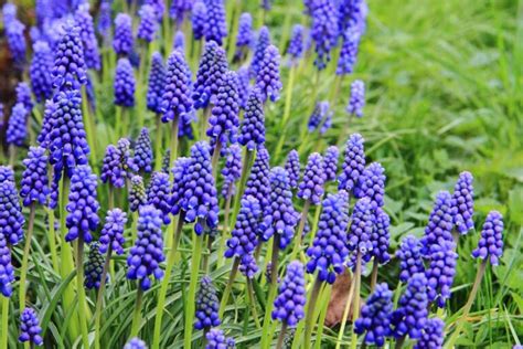 How to Grow and Care for Grape Hyacinth (Muscari)