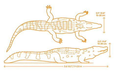 Spectacled Caiman (Caiman crocodilus) Dimensions & Drawings ...