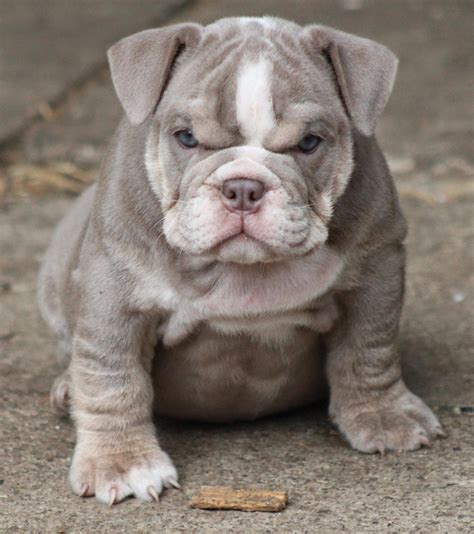 Rules of the Jungle: Bulldog Puppy