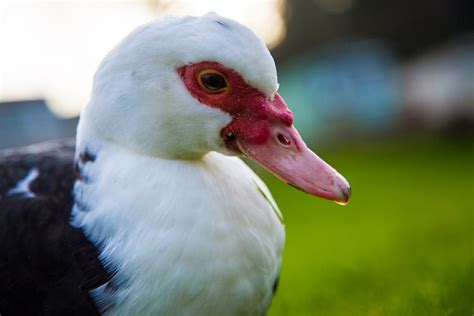 Muscovy Duck Free Stock Photo - Public Domain Pictures