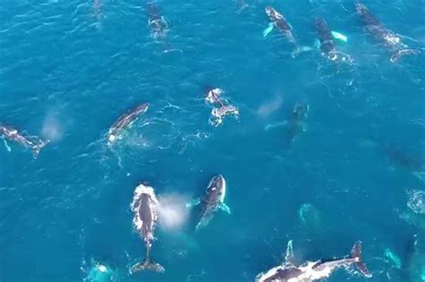 Pod of SIXTY humpback whales filmed by breathtaking drone footage ...