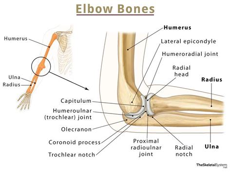 Elbow Bones: Names, Basic Anatomy, & Diagrams