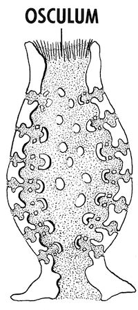 Choanocytes | Definition, Functions & Structure - Lesson | Study.com