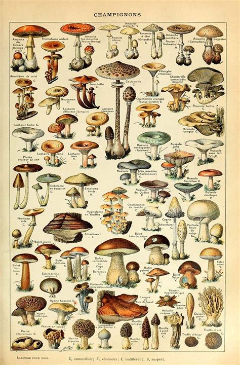 Free Mushroom Charts And Mushroom Illustrations To Print in 2021 ...