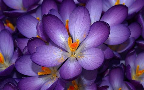 วอลเปเปอร์ : 1680x1050 px, crocuses, ธรรมชาติ, ดอกไม้สีม่วง 1680x1050 ...