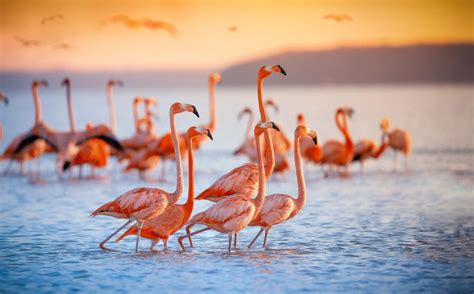 Lake Nakuru, a Paradise for Flamingos on the African Continent - The ...