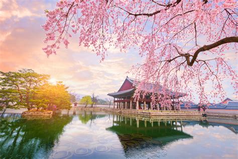 When and Where to Enjoy Cherry Blossoms in South Korea This Season ...