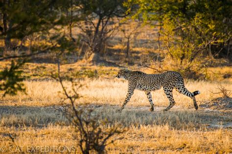 Ethical Cheetah Photo Tours| Cat Expeditions