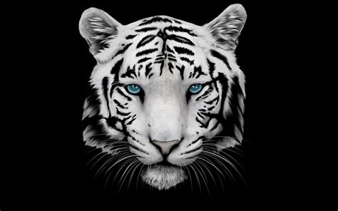 √ White Tigers Wallpaper Hd