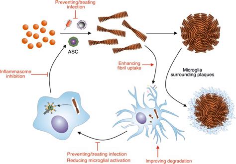 Frontiers | Modulation of β-Amyloid Fibril Formation in Alzheimer’s ...