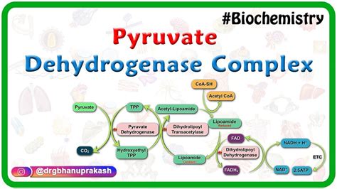 Pyruvate dehydrogenase complex ( Animation ) - Mechanism , Regulation ...