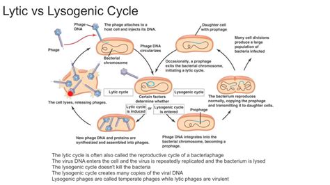 Lytic Cycle Diagram 5 Steps