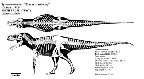 Tyrannosaurus Rex Skeletal Diagram