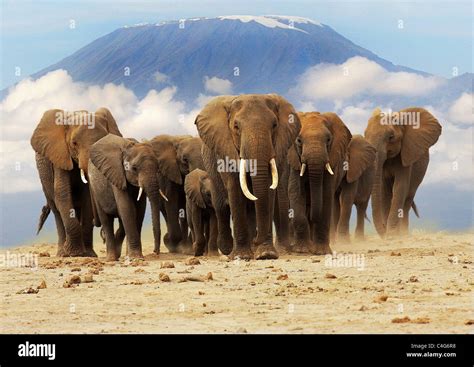 African elephant (Loxodonta africana). Herd walking in savanna with ...