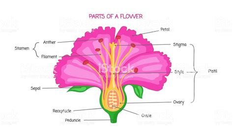 poppy flower parts - Google Search | Parts of a flower, Hibiscus flower ...