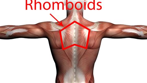 Stretches to Strengthen your Rhomboid Muscles - Montgomery Municipal ...