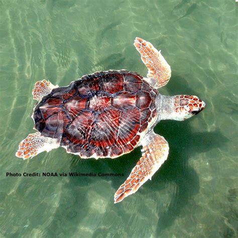 Loggerhead Sea Turtle Pictures