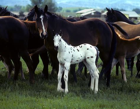 Appaloosa few spot foal...spotted with sooo many brown horses!! :) What ...