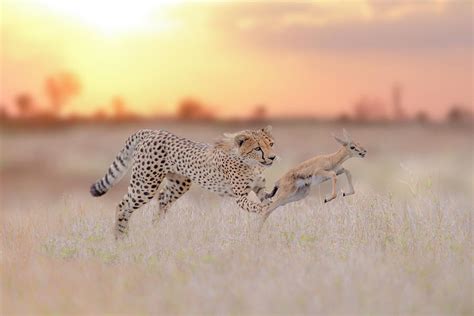 Cheetah Hunting A Gazelle by Ozkan Ozmen I Big Lens Adventures