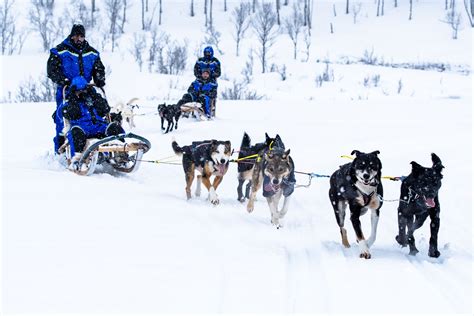 Fun & Easy Dog Sledding Adventure - 08:15 AM | Norwegian Travel