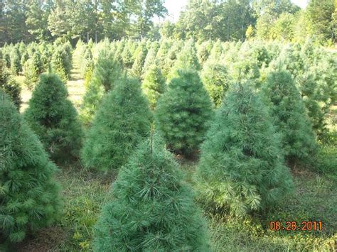 Sycamore Springs Christmas Tree Farm – Tennessee Christmas Tree Growers