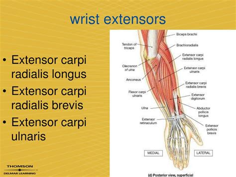 Ppt - Forearm , Wrist, And Hand Evaluation Powerpoint Presentation D87