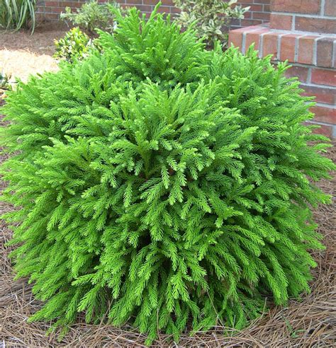 Cryptomeria japonica ‘Globosa Nana’ | Kiefer Nursery: Trees, Shrubs ...