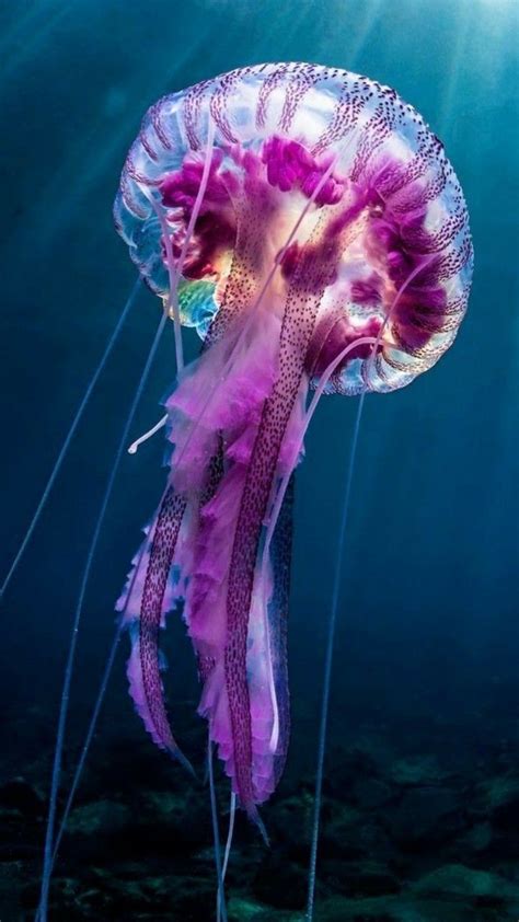 Jellyfish tattoo | Animali acquatici, Animali marini, Fotografia di animali