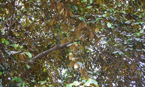 Growing Star Apple: A Fruit You've Never Heard Of | Epic Gardening