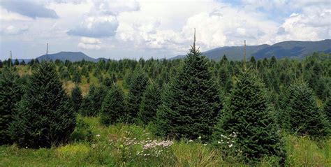 Tree Types – Tennessee Christmas Tree Growers