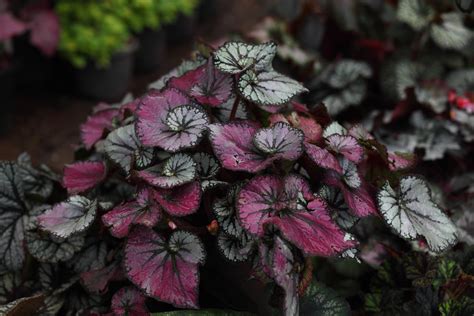 18 Intriguing Begonias Chosen From The Mind-Boggling Array Of Varieties ...