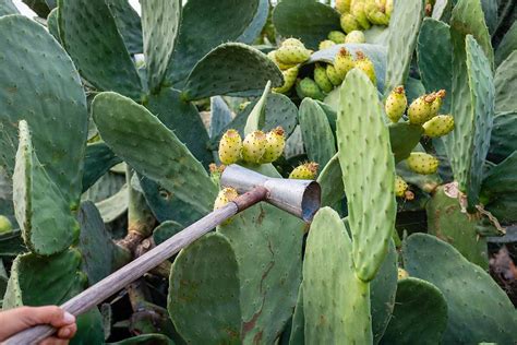 How to Harvest Prickly Pear (Opuntia) Fruit | Gardener’s Path