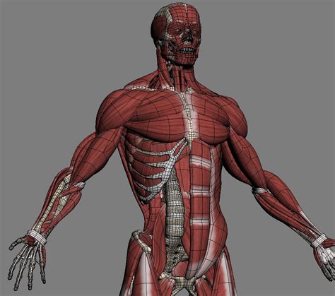 Male Muscle Anatomy 3D Model