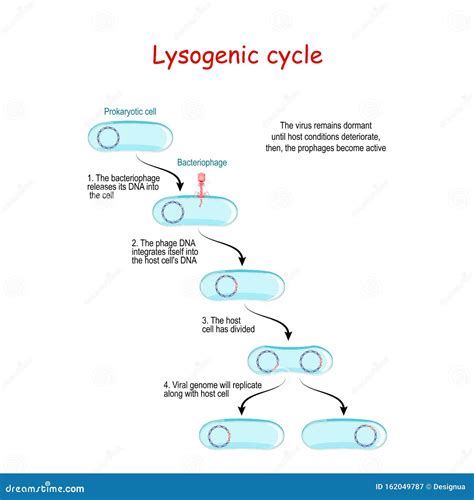 Lysogenic Cycle with Bacteriophage Stock Vector - Illustration of ...