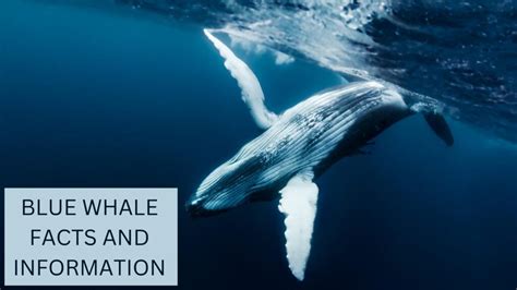 Blue Whale Facts | Anatomy, Diet, Migration and Reproduction