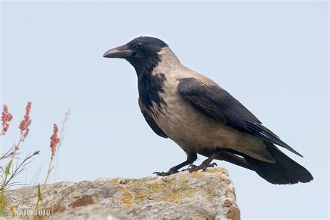 Hooded Crow Photos, Hooded Crow Images, Nature Wildlife Pictures ...