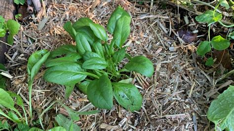 Mulch before or after planting vegetables | Easy How to Guide - Eco ...