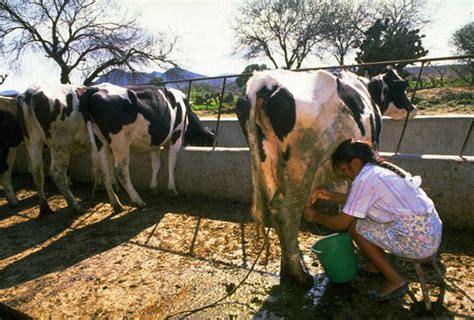 Ground Reality: When dairy farming becomes unprofitable.