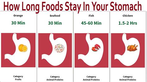 How Long Foods Stay In Your Stomach I Food digestion time chart - YouTube