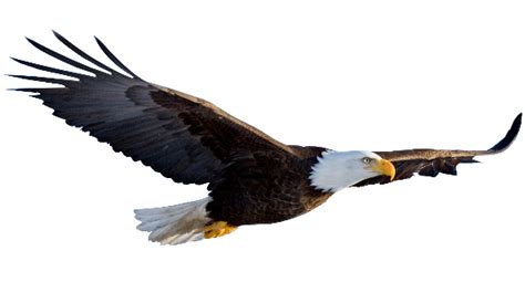 White-tailed Eagle Bald Eagle Clip art - eagle png download - 8000*4922 ...